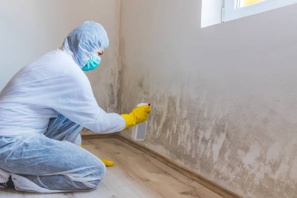Licensed Commercial Mold Remediation service in Manchester, WA - Car Mold Remediation